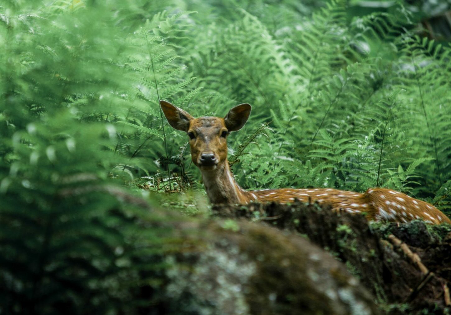 a deer among ferns looking into the camera