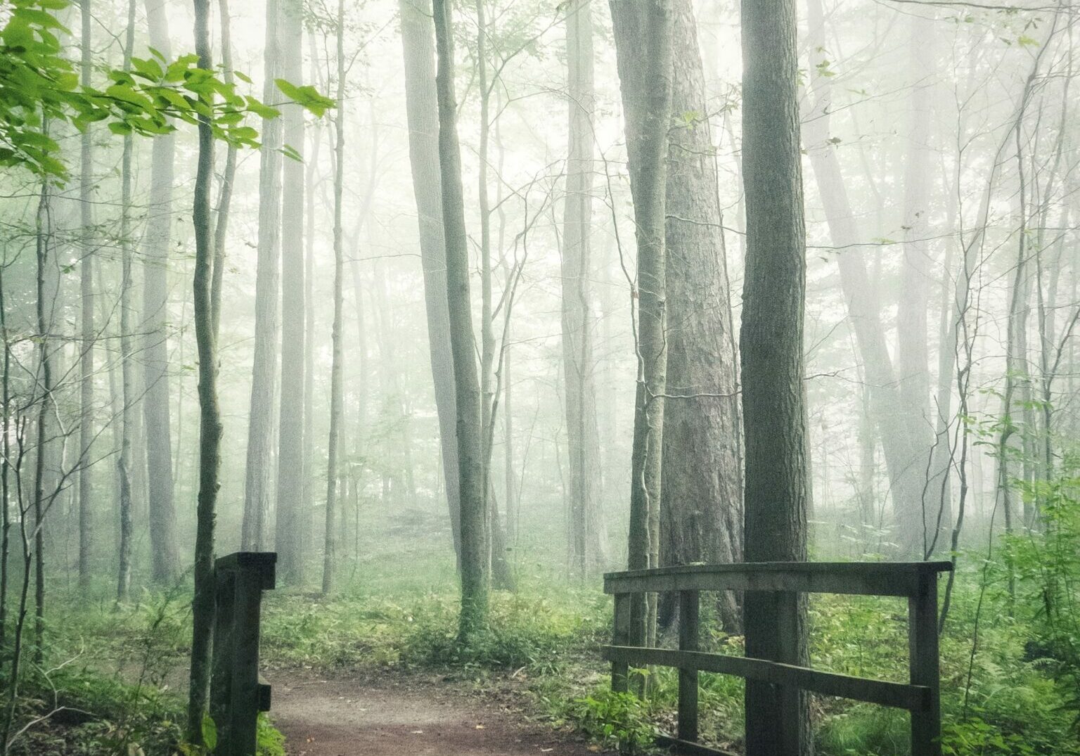 A picture of a footpath through a misty forest
