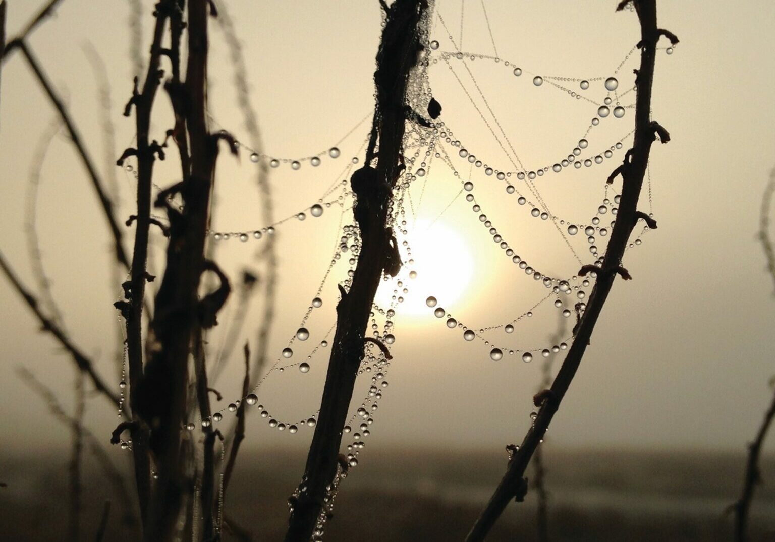 A winter sun shining through frosty twigs