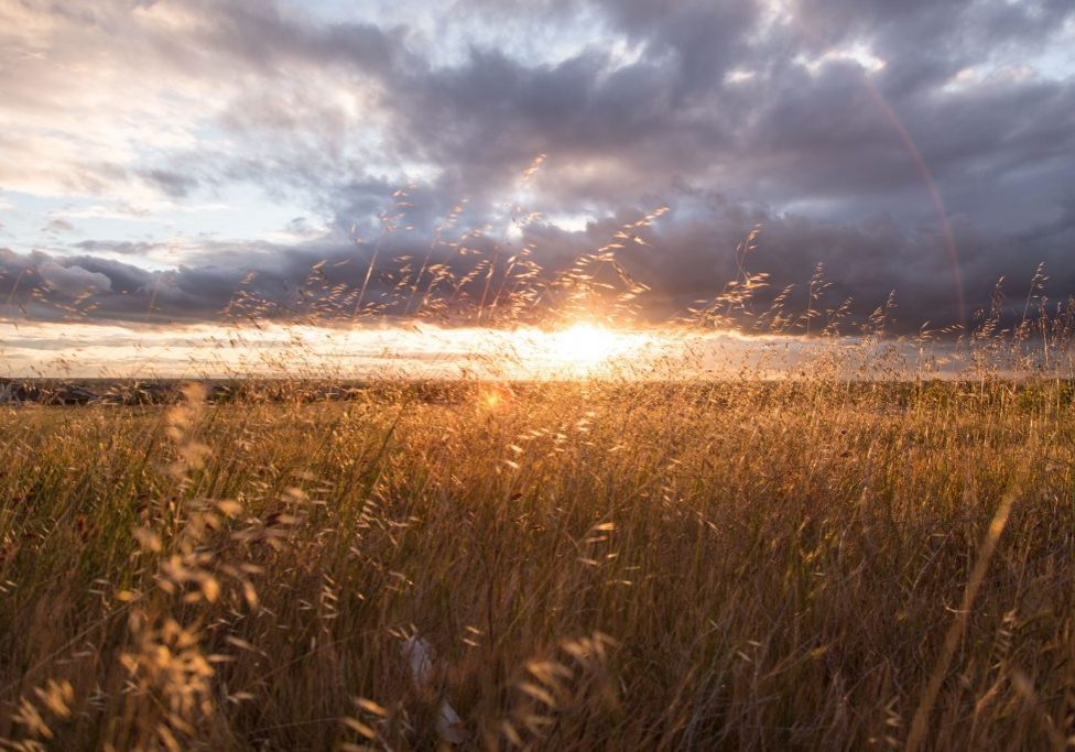 grass field sunrise - jordan-mcqueen-PJCZOWuOxbU-unsplash